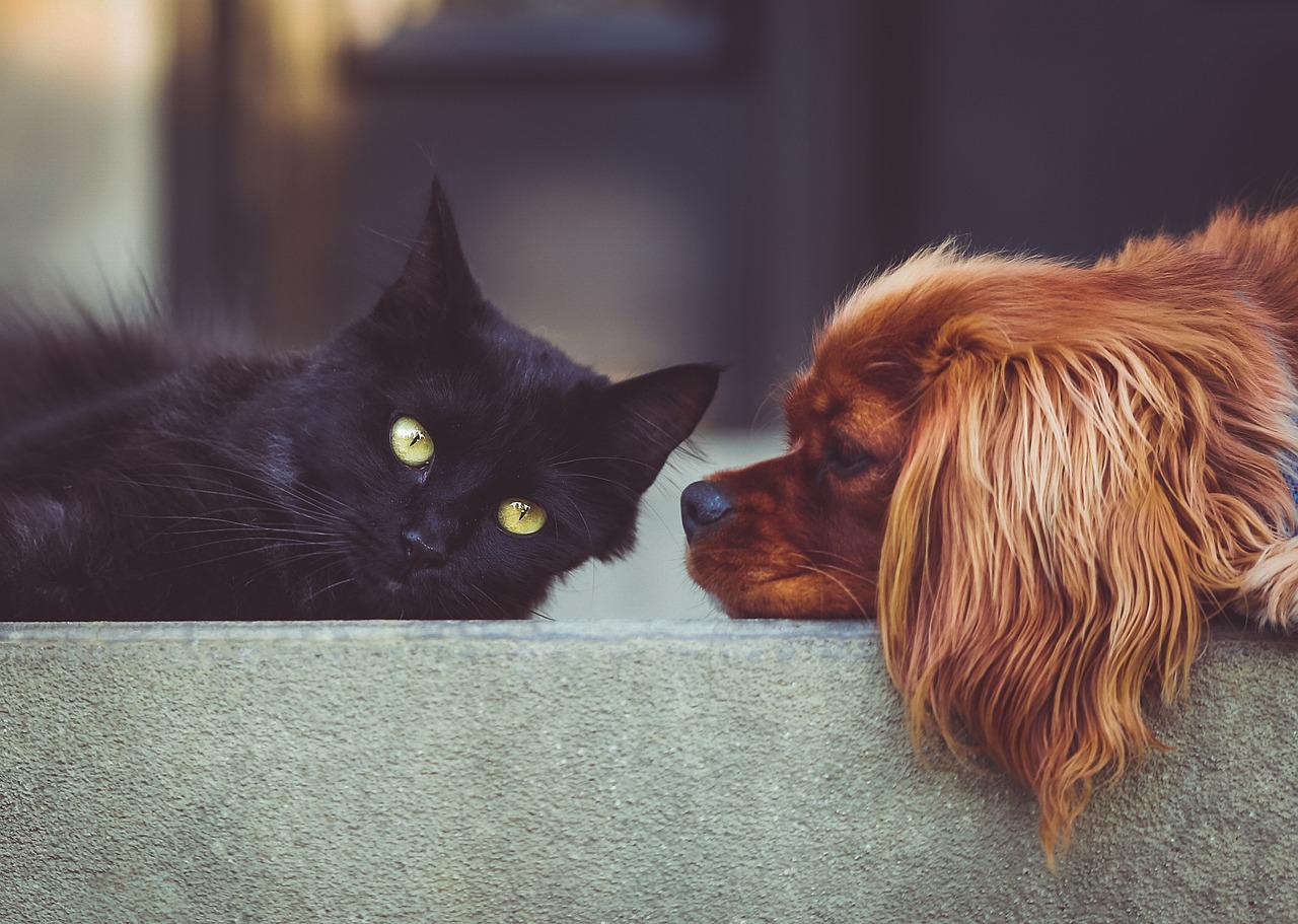Pet Insurance for Pre-Existing Conditions: What You Need to Know